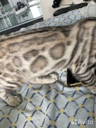 Бенгальские котята. Продажа/обмен