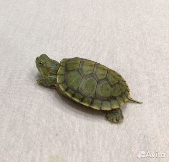 Красноухая черепаха