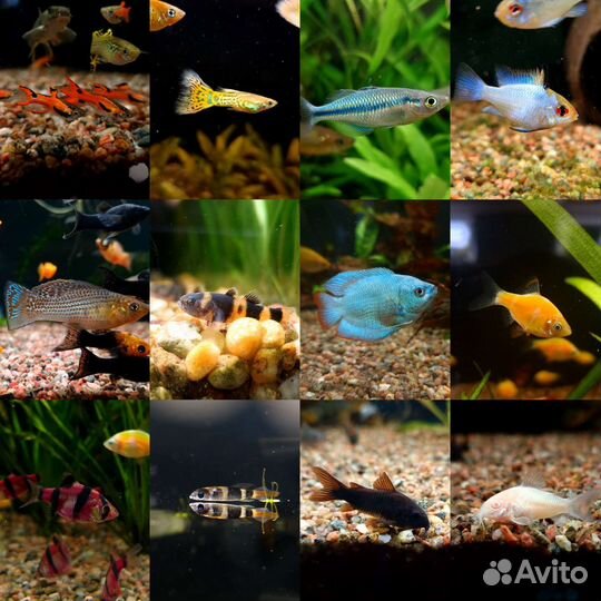 Рыба поступление, аквариумы и грунты (19.08)