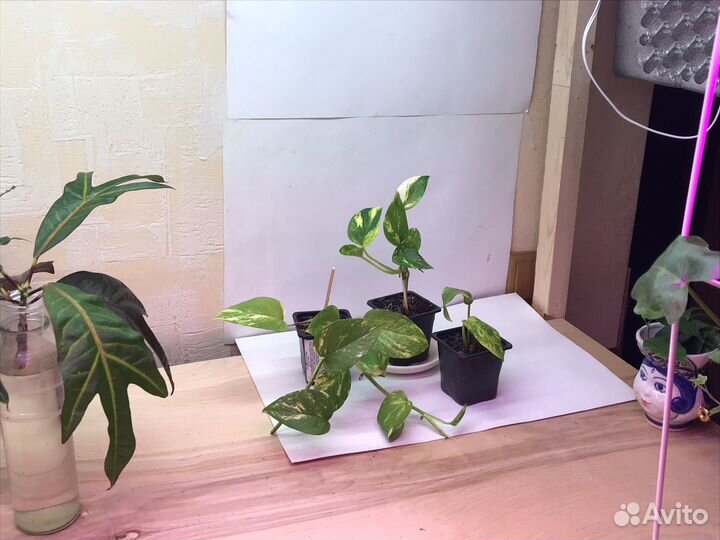 Эпипремнум золотистый сциндапсус