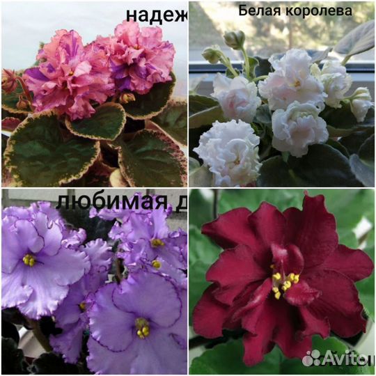 Фиалки сортовые