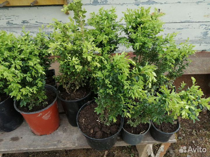 Саженцы самшита