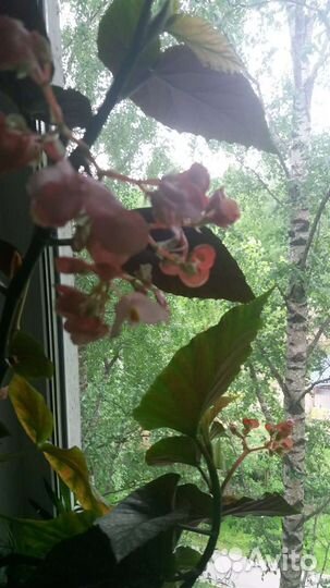 Большая цветущая Бегония краснолистная