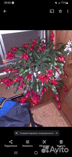 Декабрист шлюмбергера,взрослый цветок и детки