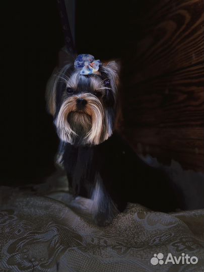 Груминг собак и кошек