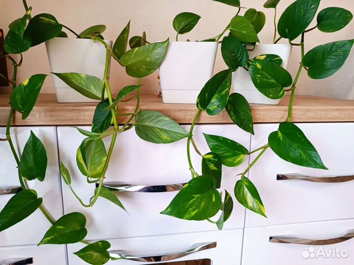 Сциндапсус (эпипремнум золотистый) лиана