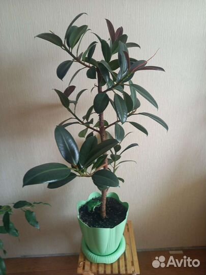 Фикус каучуконосный 95 см