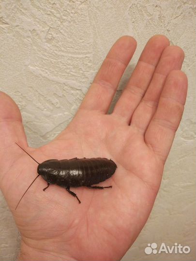 Мадагаскарские тараканы