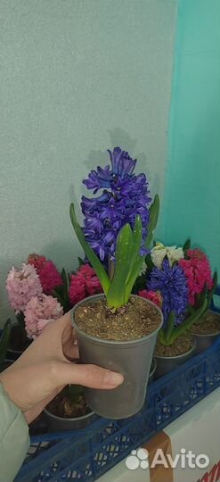 Гиацинт в горшке