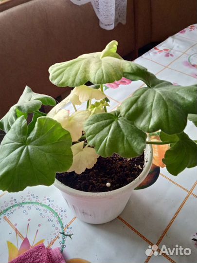 Пеларгония герань