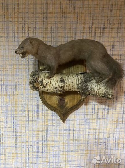 Чучело голубой норки