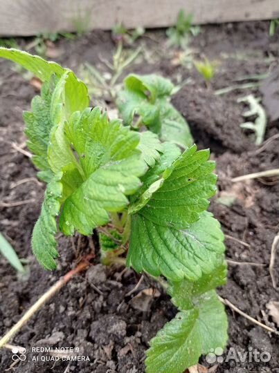 Рассада клубники Гигантелла