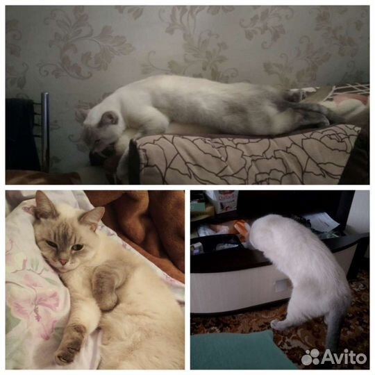 Передержка животных