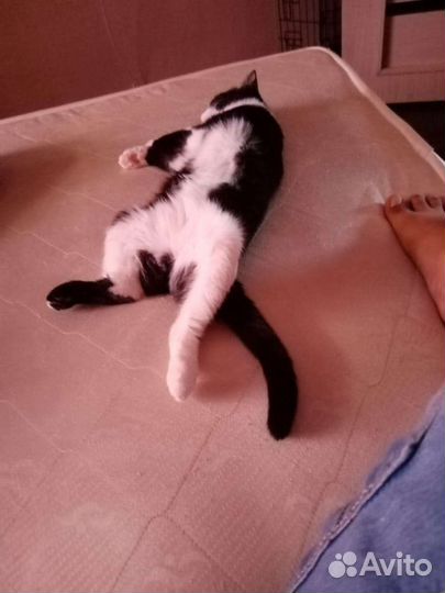 Кошечка в добрые руки