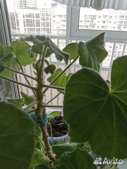 Пеларгония герань, и Жасмин Забронирован до 18.04