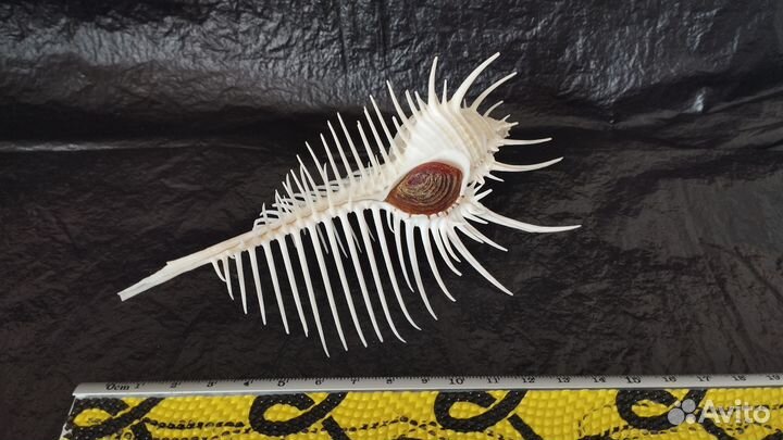 Морская раковина Мурекс Пектен 