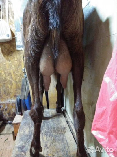 Коза дойная камори