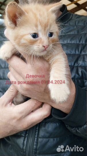 Кошки в добрые руки бесплатно