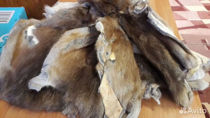 Шкурка ондатры