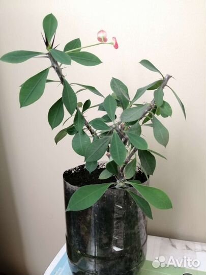 Пальма и терновник