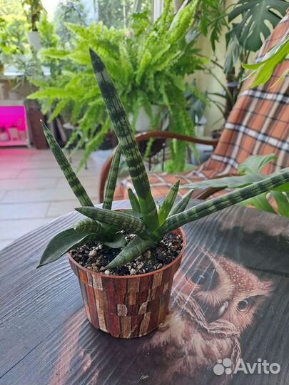 Сансевиерия