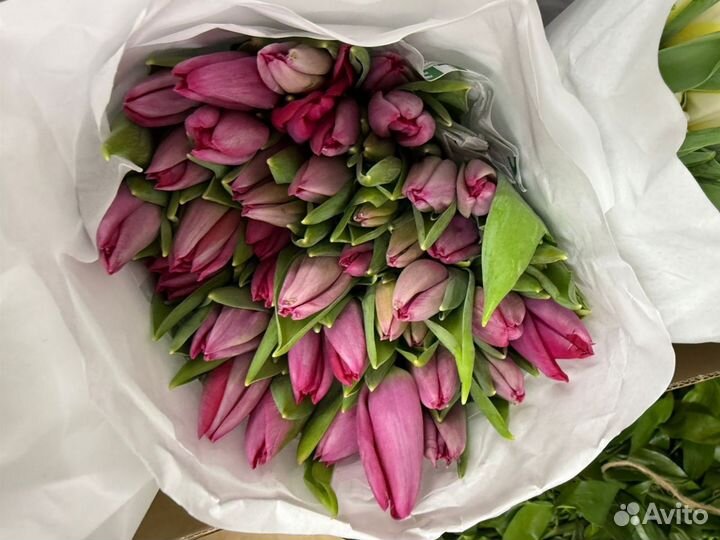 Букет тюльпанов розовых в офис от 51 шт