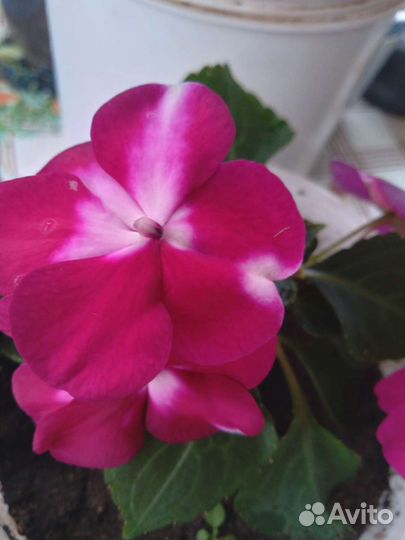 Бальзамины сортовые