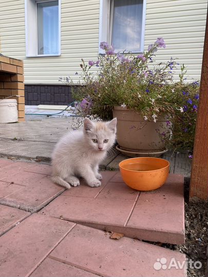 Котенок в добрые руки мальчик