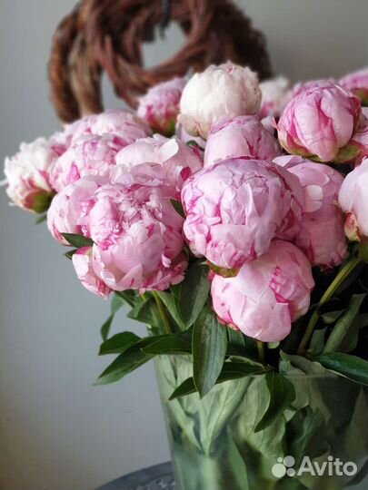 Купить Пионы в Воронеже