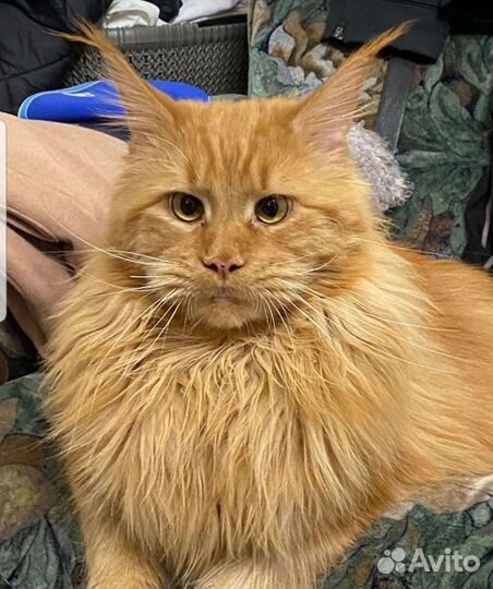 Мейкун ждет невестуВязка