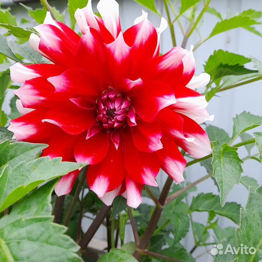 Растения цветы для сада