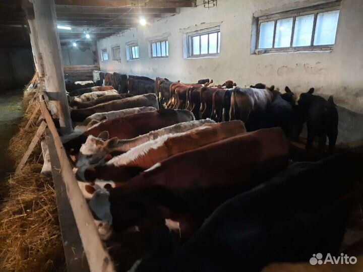 Тёлочки бычки герефорды казахские белоголовые