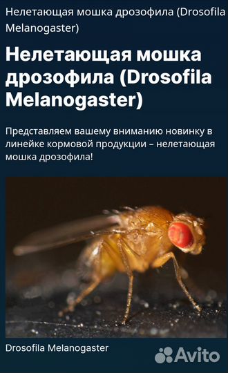 Нелетающая мошка (Дрозофила)