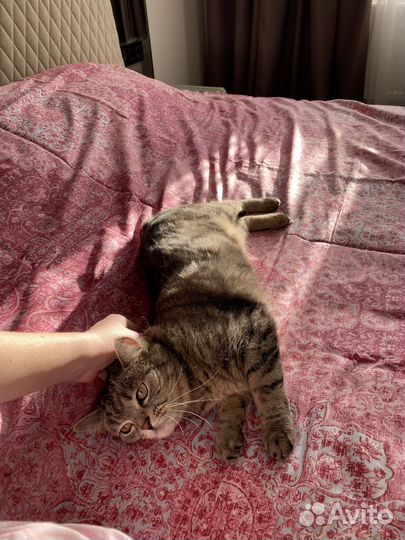 Кошка в дар