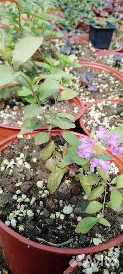 Лагерстремия