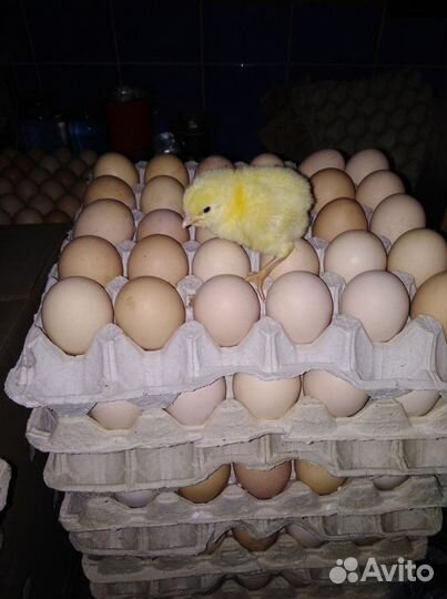 Инкубационное яйцо