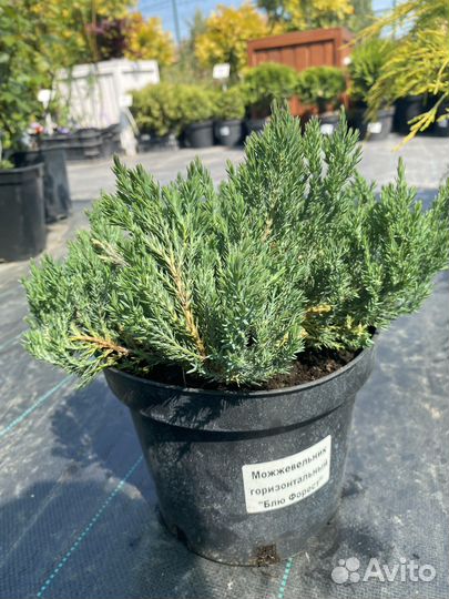 Можжевельник горизонтальный Блю Форест