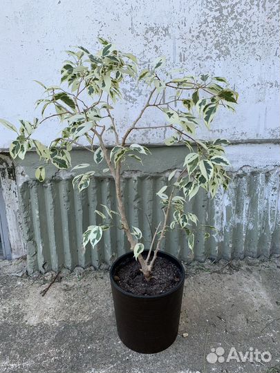 Фикус Бенджамин