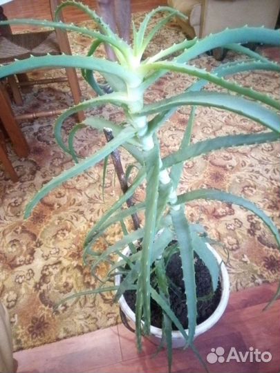 Алоэ лечебный(5 лет)