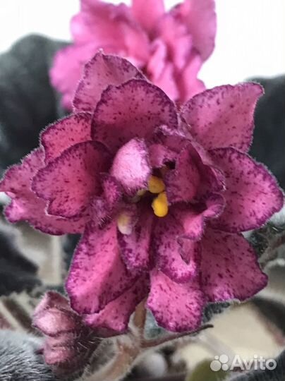 Цветущие фиалки продажа