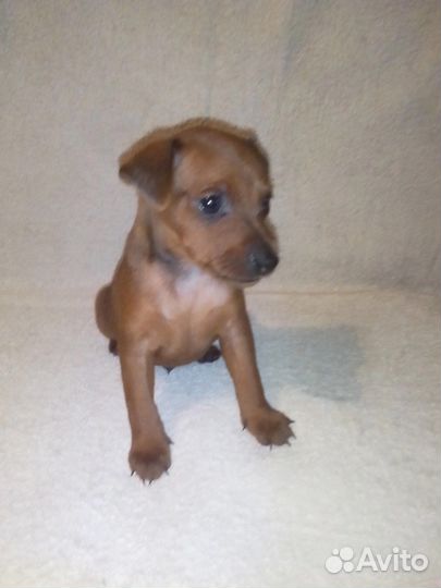 Цвергпинчер