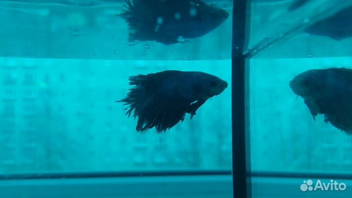 Аквариум с рыбкой