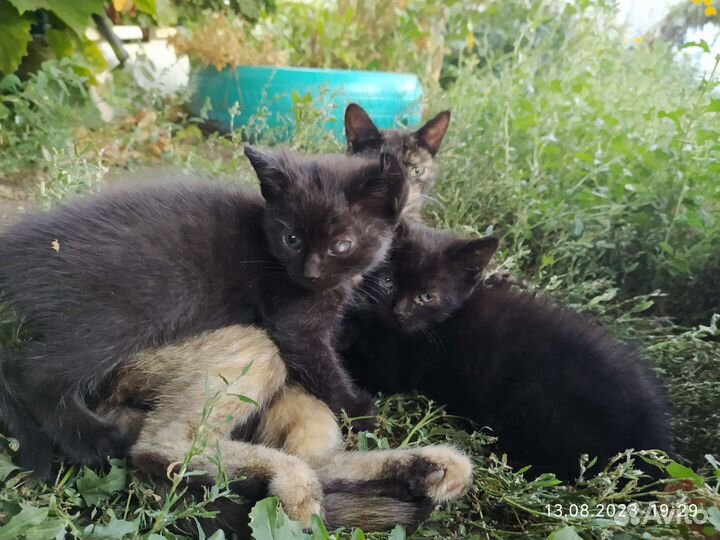 Котята в добрые руки бесплатно