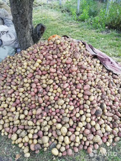 Доставлю картошку