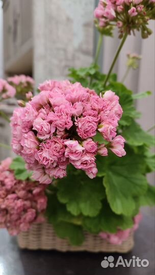 Пеларгония герань Princess Philippa