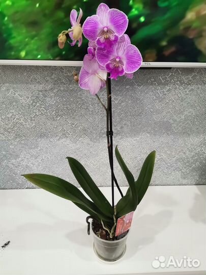 Фаленопсис (орхидея)