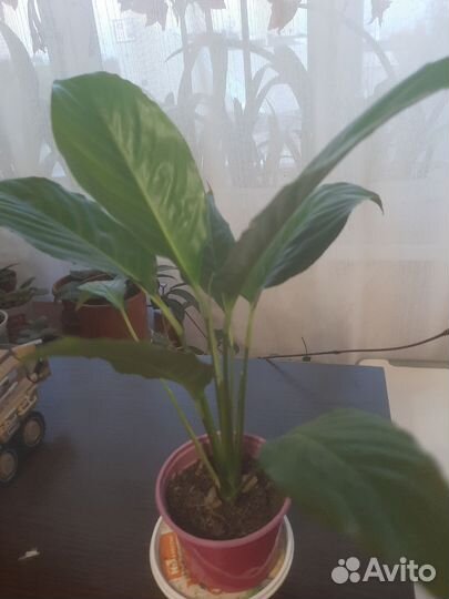 Спатифиллум