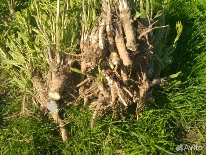 Свежий хрен