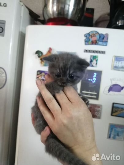 Шотландская вислоухая кошечка