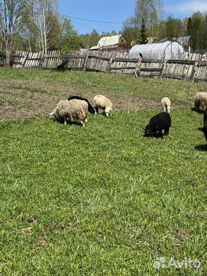 Овцы бараны